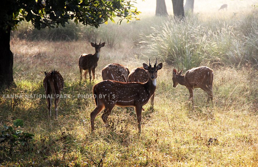 BLOG MORNING DEER