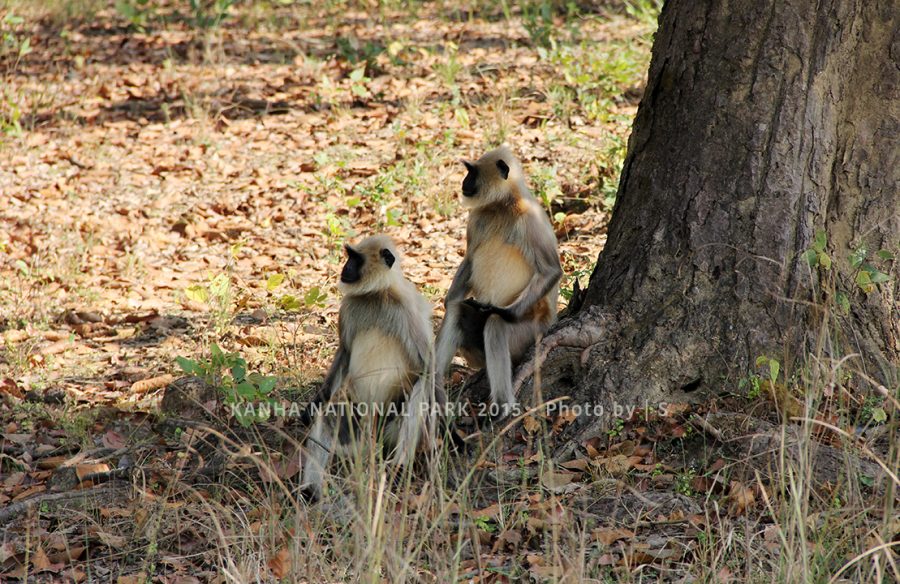 Blog Kanha Sitting pretty