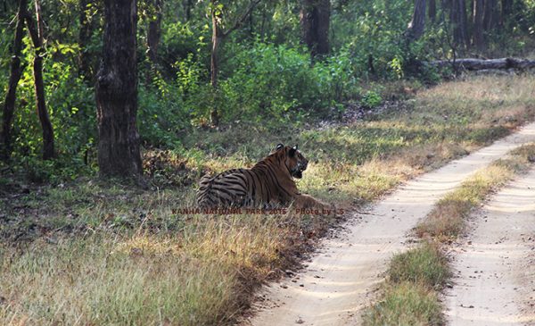 Blog Sitting Tiger